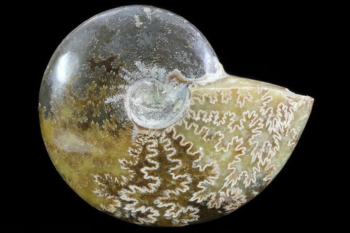 Polished, Agatized Ammonite (Cleoniceras) - Madagascar #75967
